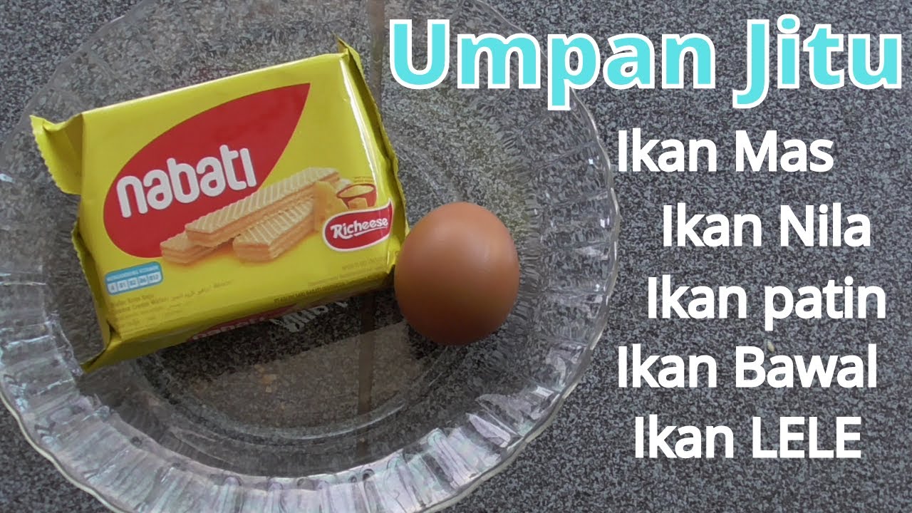 Umpan untuk Semua Jenis Ikan Air Tawar Jitu dan Murah