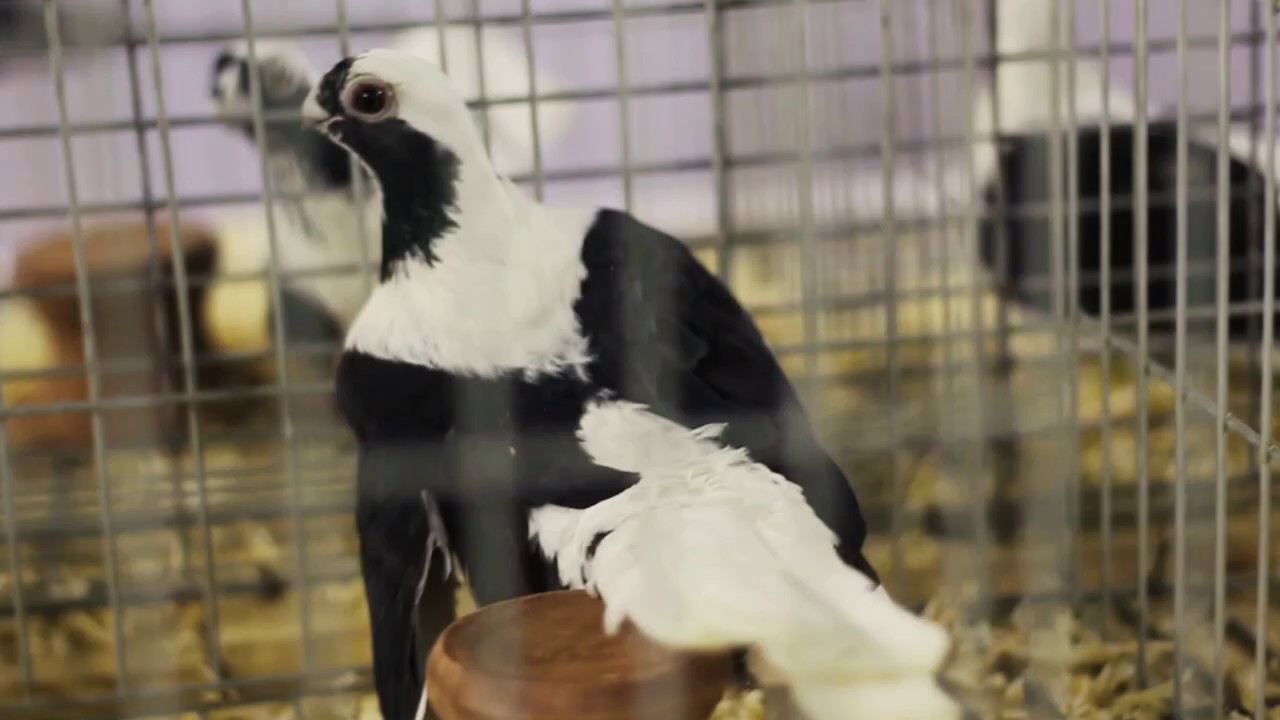 معرض الجمعية المصرية للحمام الغزار 2020 (ابلق اخضر و فحمى و سكروته) HD