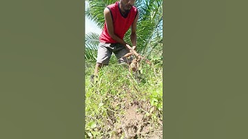 Harvesting cassava part 575 #shorts #farming #cassava #nature  #cassavaroots #cassavafarming