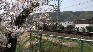 桜の花と阪急電車雅洛スローでたっぷり阪急カラーが美しい。