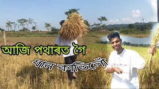 আজি গলোঁ আমাৰ গাওঁ পথাৰ //  গৈ ধান কাতিলোঁ আৰু কিকি হল চাওক @kiransvlogs9379