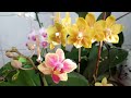 64. Домашнее цветение орхидей Yellow Chocolate, Chia E Yenlin, Sogo Gotris. Обзор на 09 января 2020