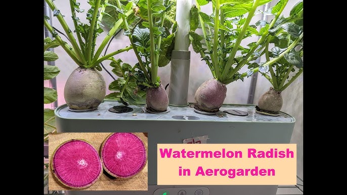 How Do You Grow Watermelon Radishes in Pots?  