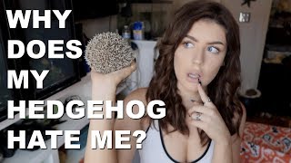 WHY DOES MY HEDGEHOG HATE ME?