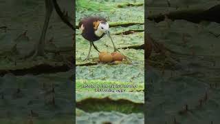 Birds With Too Many Legs