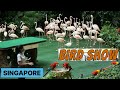 BIRD SHOW SINGAPORE    https://youtu.be/kdF2Z9q2cCk