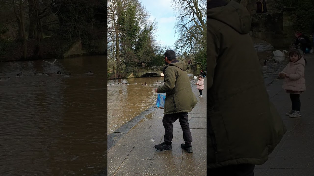 Feeding ducks (bread skimming like stone skimming) , how not to feed the ducks.