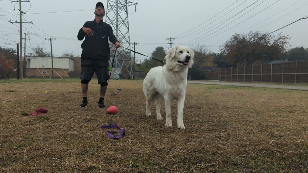 Kaya. play & recall - the squirrels are frisky lately, using leash pressure (r-)