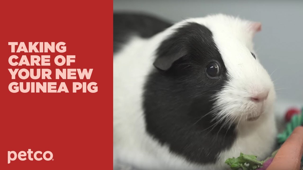 baby guinea pig for sale at petco