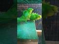 spangle pair #hogoromo #hogo #shortvideo #shortvideo #shorts #short #birds #parrot