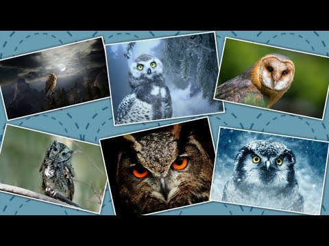 owl videos,Experiment! How Does An Owl Fly So Silently? | Super Powered Owls,owl pictures