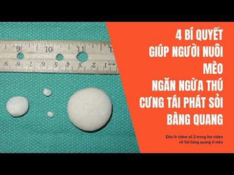 Video: 5 Lời Khuyên Về Chế độ ăn Uống Cho Thú Cưng Bị Sỏi Bàng Quang