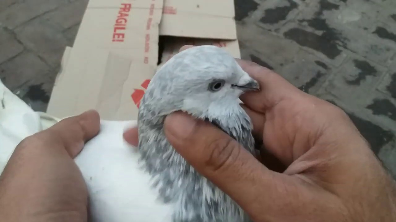 Billi Ny Jis Dost K Kabootar Mary Thy Usy Kabotar Gift Kiyae || Hashim Mahmood Pigeons