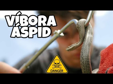 Video: Serpiente aspid - ¿es un mito o una realidad?