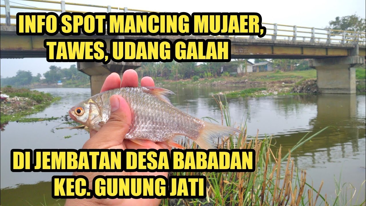 Info spot mancing mujaer, tawes, dan udang galah di Cirebon