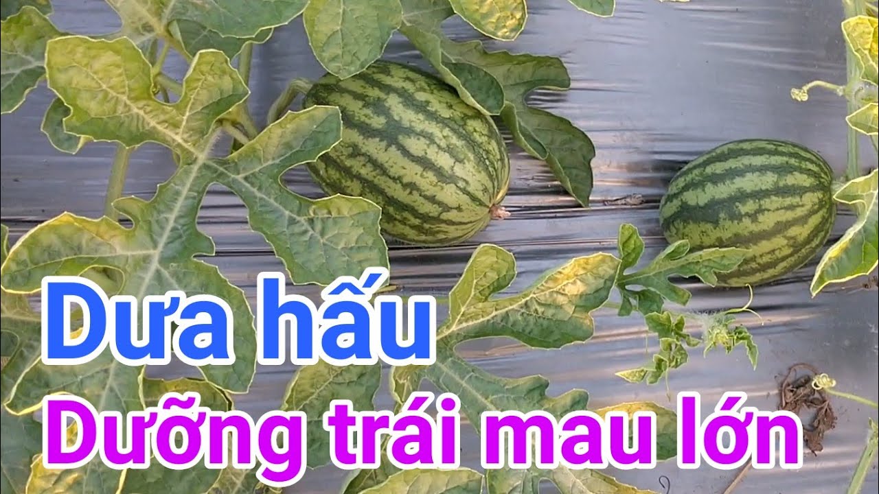 Kỹ thuật trồng dưa hấu mùa nắng: P22- Dưỡng trái non mau lớn