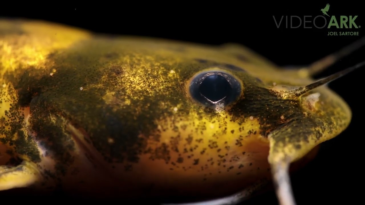 A federally endangered Carolina madtom (Noturus furiosus) at Conservation Fisheries in Tennessee.