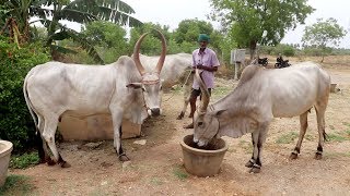 உங்களின் ஒரு நாளை கோசாலாவில் செலவிடுங்கள் - கொங்க கோசாலா, காங்கேயம்