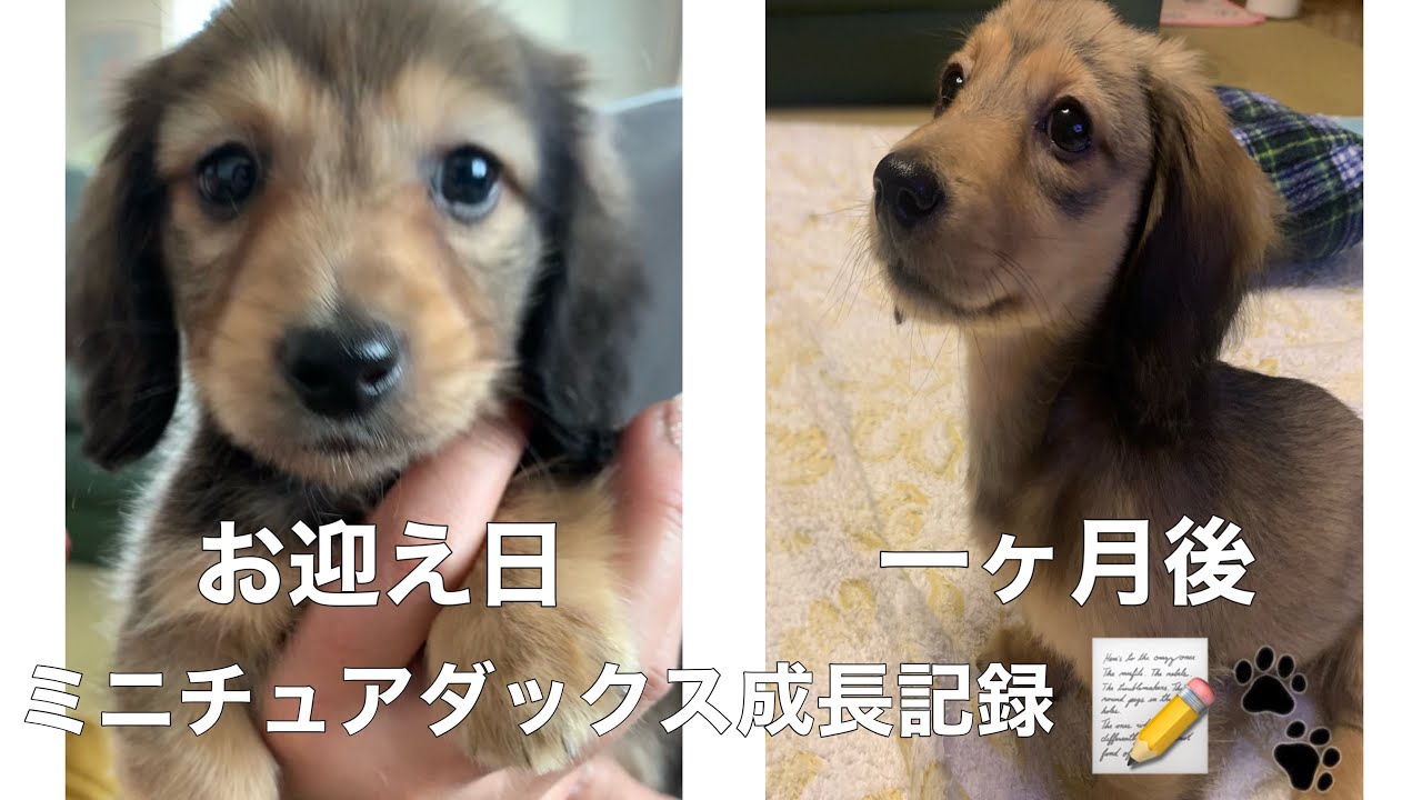 なめこページ❣️ミニチュアダックス NEOなめこ】ミニアップデート「ぬいぐるみコレクション」特別発注を 羊毛フェルト