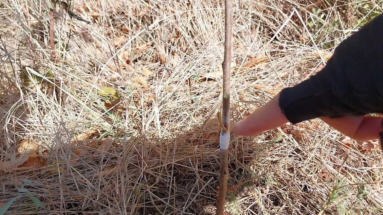 Присаждане чип бъдинг на череша Наполеон върху семеначе