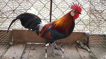 Chăm Sóc chuồng Gà Rừng Cảnh Và Khu Nuôi Gà Tại Trại Gà Rừng Việt.