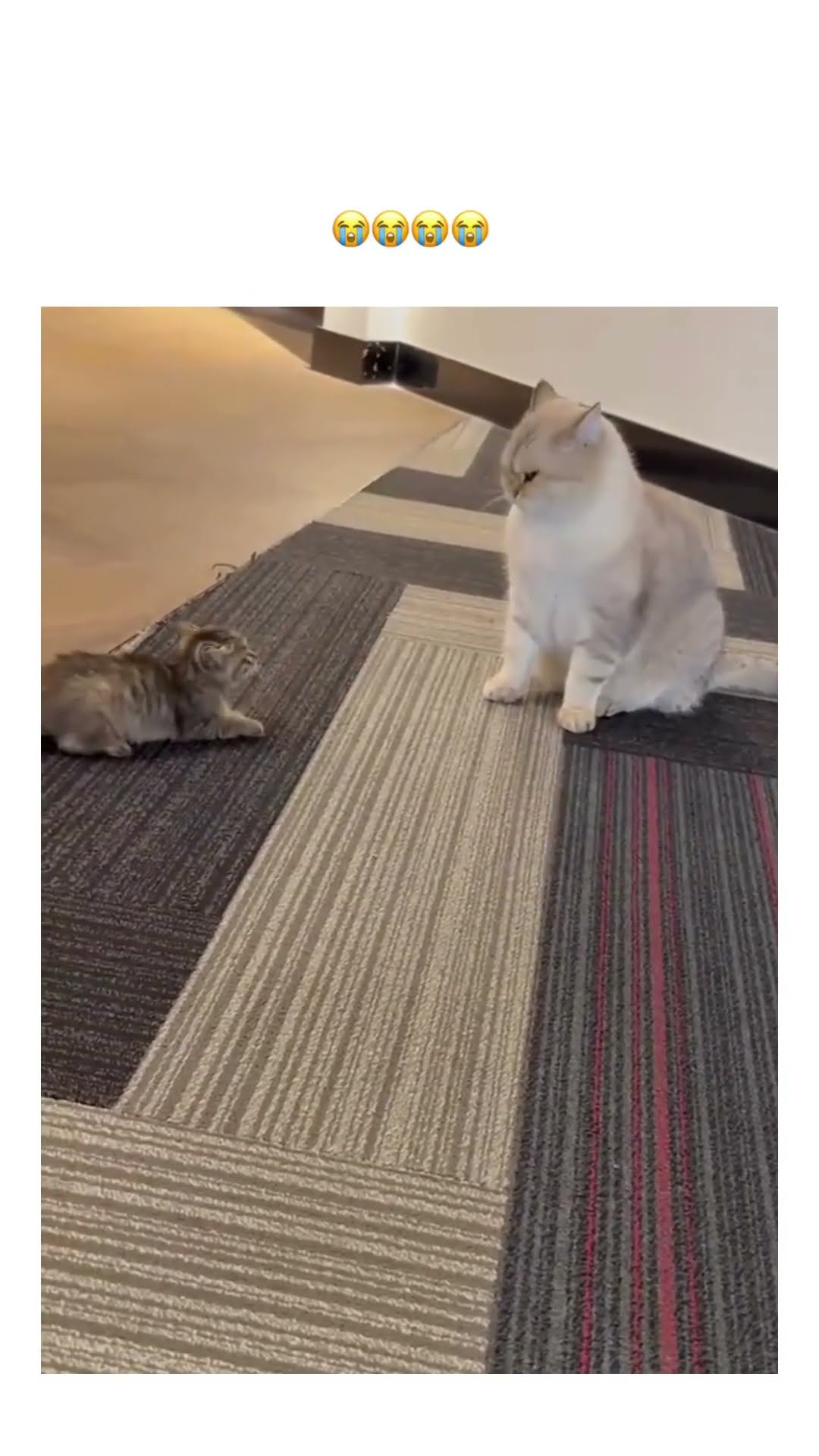 Mama Kittyo is tired they like man what is this