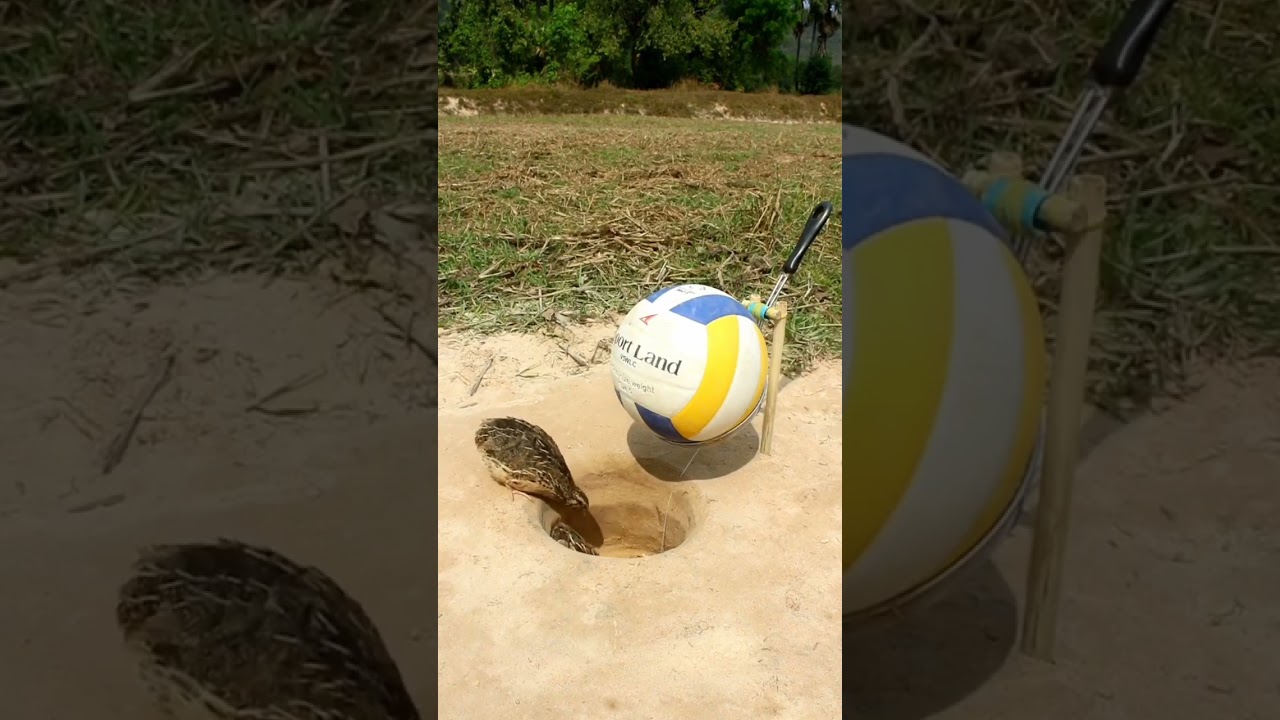Outdoor chicken and bird traps are really greedy 
