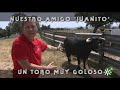 Toros de Sancho Dávila: Juanito toro muy goloso criado a biberón  | Toros desde Andalucía