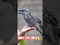 इच्छाधारी पक्षी #nature #trending #viralvideo #shorts #youtubeshorts