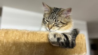 A Maine coon cat playing on a bed @jsglobalinvestmentinc