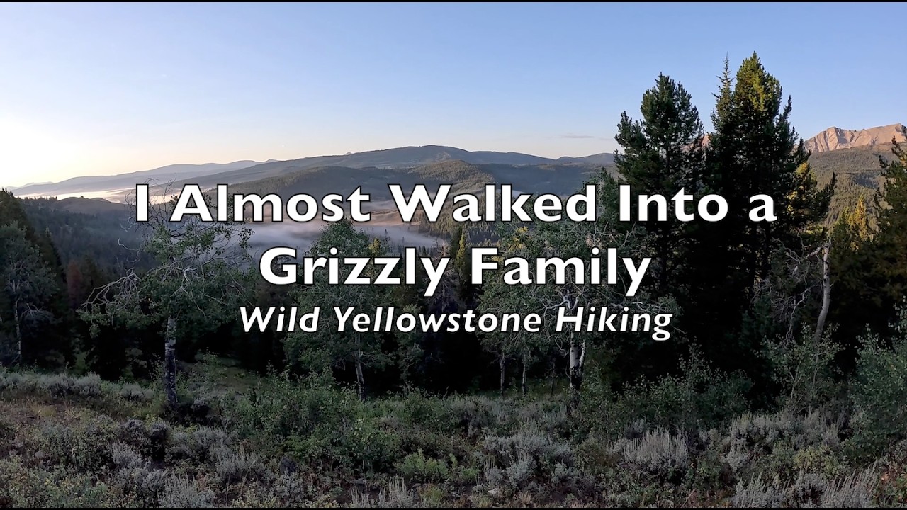 Я чуть не столкнулся с семейством гризли — поход по дикой экосистеме Йеллоустона.
