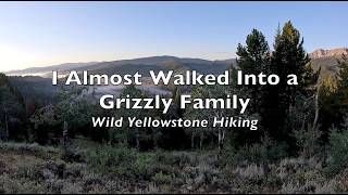 I Almost Walked Into a Grizzly Family - Wild Yellowstone Ecosystem Hiking