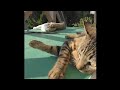 cat wave check 鉾田市猫、波チェック