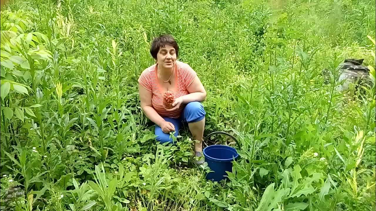 канал земляника