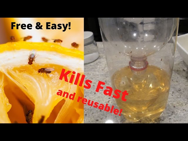 How to Make a Gnat Trap With a Soda Bottle, Hunker