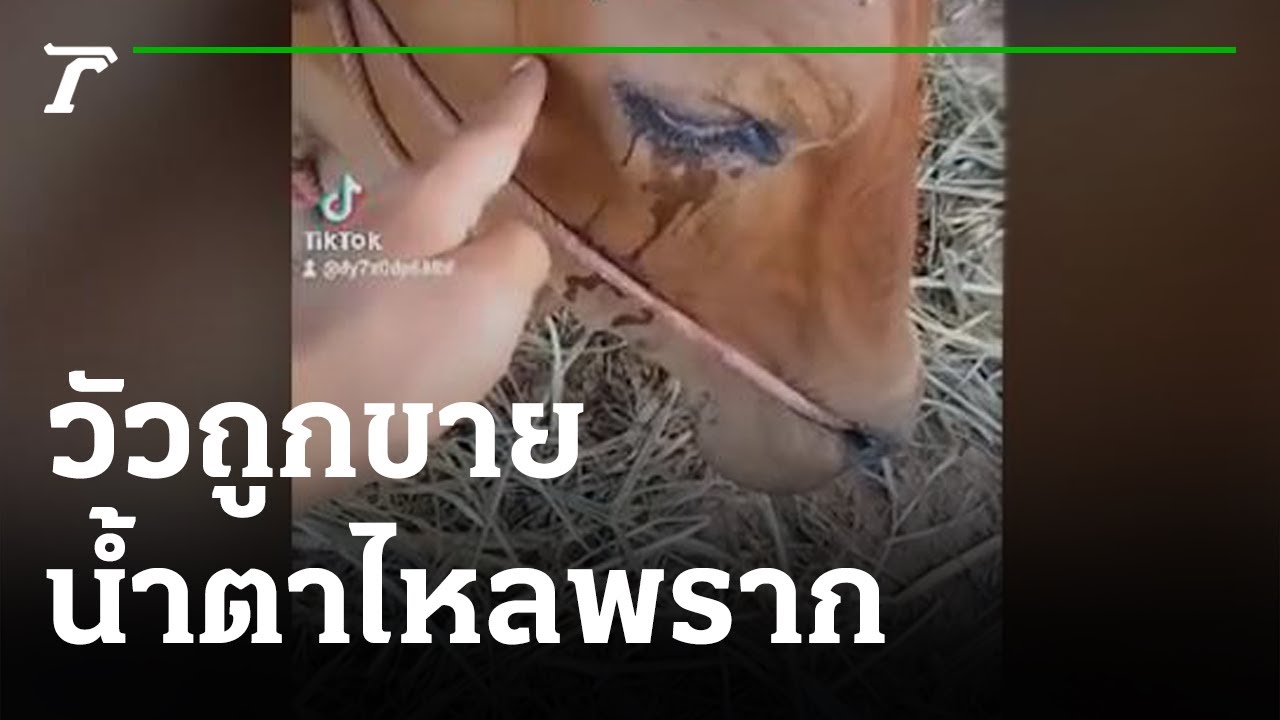 สะเทือนใจชาวเน็ต วัวถูกขายร้องไห้หนัก | 04-07-65 | ข่าวเช้าหัวเขียว