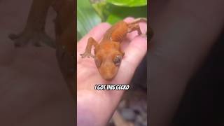 I Rescued a Gecko! #trinityexotics #rescuegecko