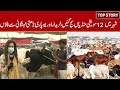 Eid-ul-Azha 2021 : Most sacrificial animal markets go operational in Punjab