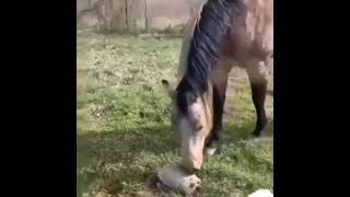 Лошадь испугалась черепахи.