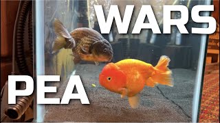 PEA WARS: Episode 1 (Bubba & Brad get VIOLENT)