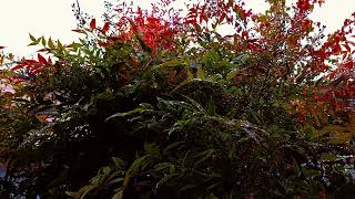Hummingbird\Binaural\\Stregas\JMT LD-2