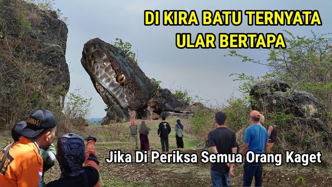 Viral Di Jawa Timur! Ular Bertapa Menjadi Batu Di Pegunungan