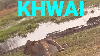 Khwai: Botswana's Wildlife Paradise. Plenty of Lion Sightings Part 2