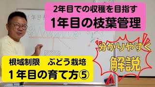 葡萄の育て方【一年目の上手な育て方⑤2021年】植付から1年間で樹形を完成させるための枝葉管理ノウハウを分かり易く解説。シャインマスカットなど他品種応用可能。