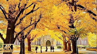 東大今銀杏並木の見頃は圧巻です | 東京旅行 | Japan travel #4khdr