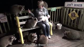 Sharpened, With Music Feeding Racoons-James Blackwood