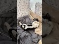 Anything and everything for my fur son