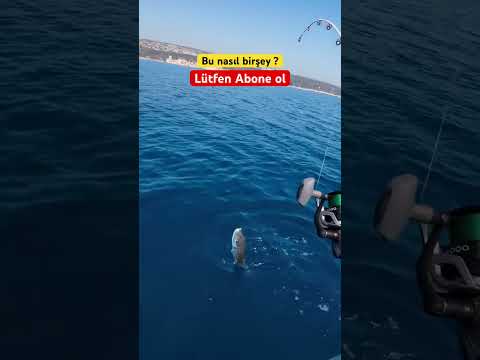 #balonbalığı #balon #deniz