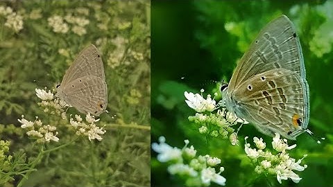 snapseed nature editing.  snapseed tutorial 🔰