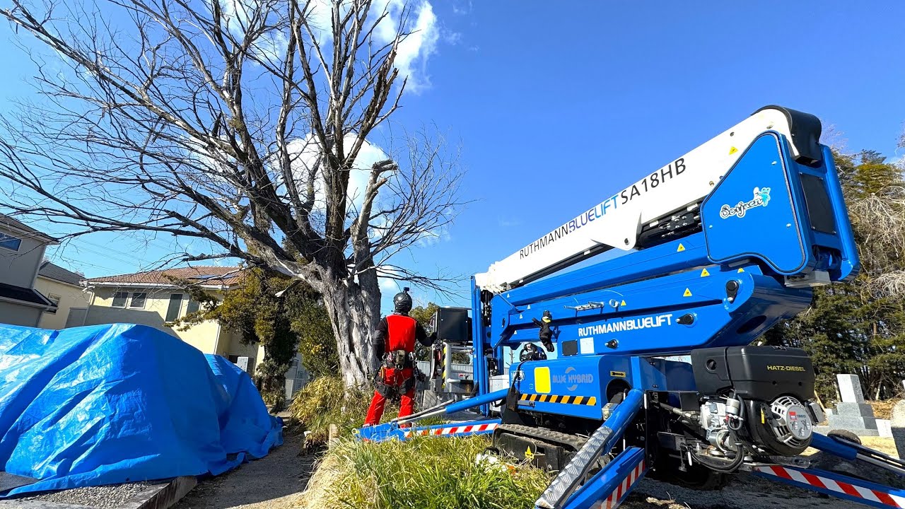 【超危険！！】お墓に覆いかぶさって強烈に枯れている大木の伐採！